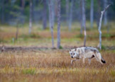 Finland 2011, pattedyr, rovdyr, ulv