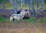 Finland 2011, brunbjørn, pattedyr, rovdyr, ulv