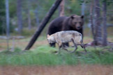 Finland 2011, brunbjørn, pattedyr, ulv