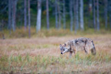 Finland 2011, pattedyr, ulv
