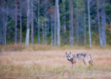 Finland 2011, pattedyr, ulv