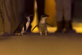 little blue penguin / dvergpingvin, new zealand