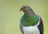 new zealand pigeon / maoridue