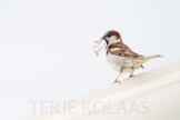 gråspurv, house sparrow, new zealand