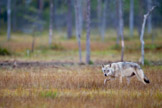 Finland 2011, pattedyr, rovdyr, ulv