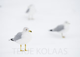 Aves, Fugl, Fugler, Laridae, Larus delawarensis, Måker, Ringnebbmåke, Sjøfugler, kanada 2014