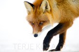 Finnmark 2012, pattedyr, predator, rev, rovdyr, rødrev, snø, vinter
