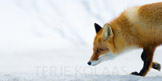 Finnmark 2012, pattedyr, predator, rev, rovdyr, rødrev, snø, vinter