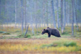 Finland 2011, brunbjørn, pattedyr