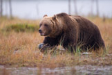 Finland 2011, brunbjørn, pattedyr