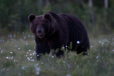 brunbjørn, finland, pattedyr