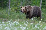 brunbjørn, finland, pattedyr