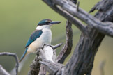 new zealand, sacred kingfisher / maskaraisfugl