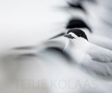 new zealand, white-fronted tern / nyzealandterne