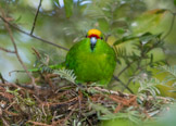new zealand, yellow-crowned parakeet / gulkroneparakitt