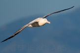 new zealand, wandering albatross / vandrealbatross