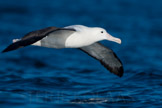 new zealand, northern royal albatross / kongealbatross