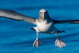 new zealand, salvin`s albatross / sølvhodealbatross