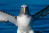new zealand, salvin`s albatross / sølvhodealbatross