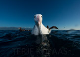 new zealand, wandering albatross / vandrealbatross
