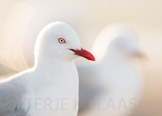 new zealand, red-billed gull / nyzealandmåke