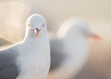 new zealand, red-billed gull / nyzealandmåke