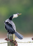 little pied cormorant / kortnebbskarv, new zealand