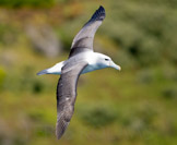 new zealand, shy albatross, white-capped albatross / svartflekkalbatross
