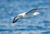 new zealand, shy albatross, white-capped albatross / svartflekkalbatross