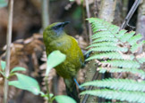 bellbird / maorihonningeter, new zealand