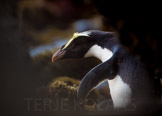 fiordland crested penguin / skogpingvin, new zealand