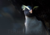 fiordland crested penguin / skogpingvin, new zealand