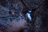 little blue penguin / dvergpingvin, new zealand