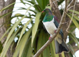 new zealand pigeon / maoridue