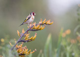 goldfinch, new zealand, stillits