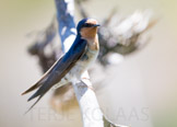 new zealand, welcome swallow / pionèrsvale