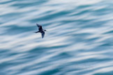 new zealand, sooty tern / sotterne