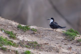 new zealand, sooty tern / sotterne
